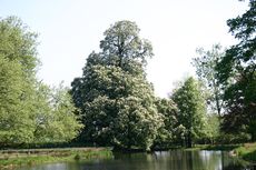 Kastanienbaum-2.jpg